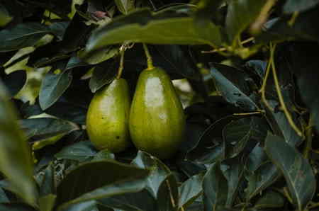 Avokado Ağacı Nasıl Yetiştirilir? Avokado'nun Faydaları Nelerdir?