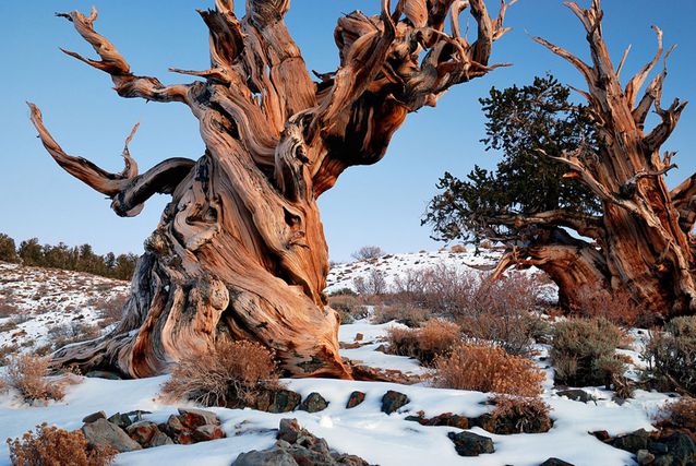 Dünyanın en yaşlı ağacı