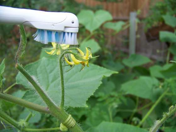 Çiçeklerin tozlaştırılmasında elektrikli bir diş fırçası kullanılıyor