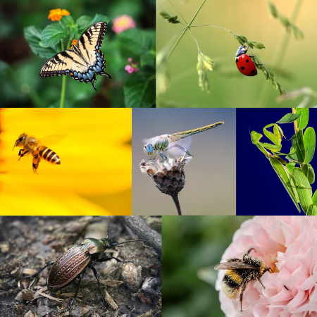 Faydalı Böcekler, Bahçeniz ve Tarımda Biyolojik Mücadelede Yararlı!