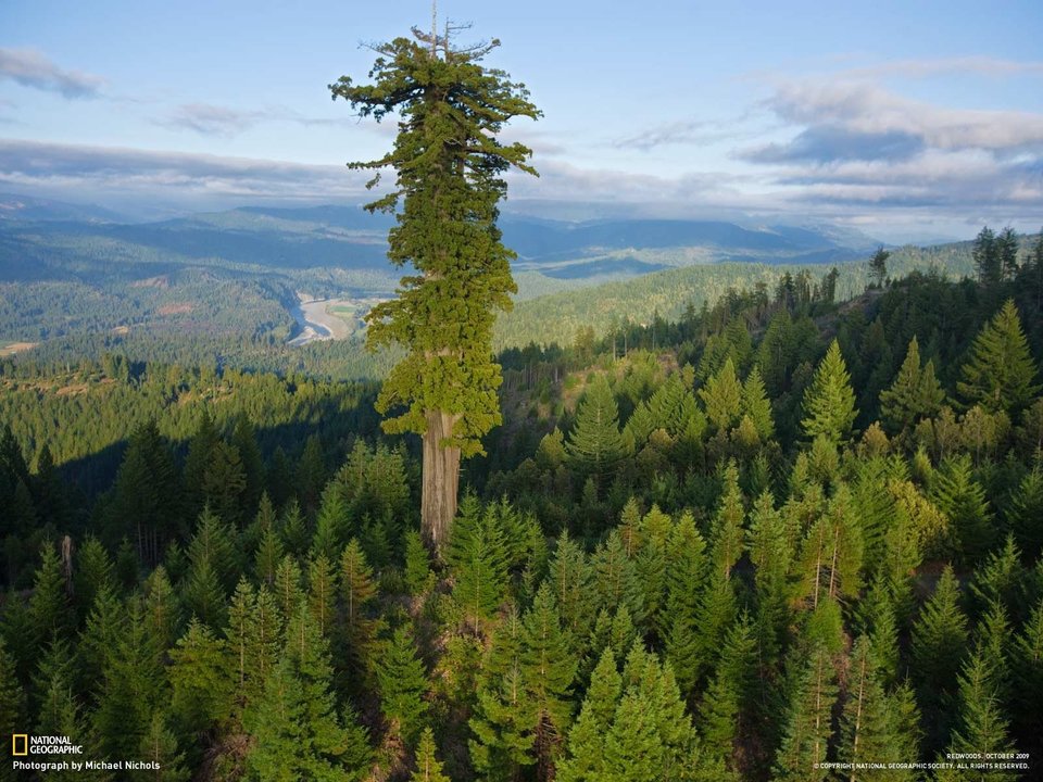 Dünyanın en uzun ağacı