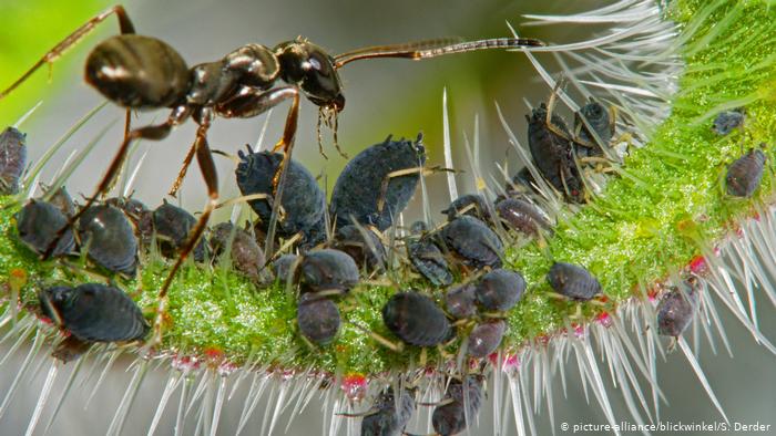 Yaprak bitlerini koruyan ve besleyen bir karınca