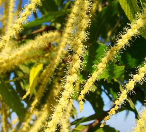 Kestane ağacı çiçeği, kestane balı ve poleninin kaynağıdır.
