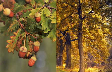 Meşe ağacı, Türkiye'de en çok bulunan ağaç türleri arasında ilk sırada yer alır. Yemişi yani tohumu meşe palamudu olarak bilinir ve farklı meşe çeşitleri mevcuttur.