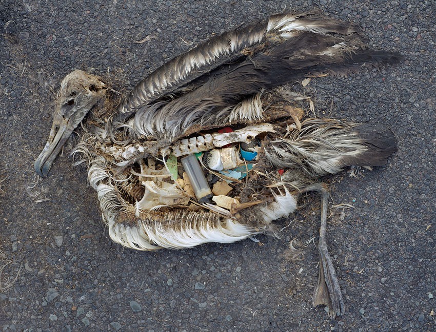 Plastik Ölüm: Deniz kuşları plastik sebebiyle ölüyor!