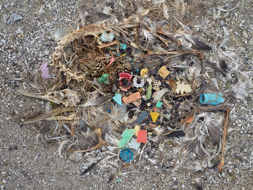 Plastik Ölüm: Deniz kuşları plastik atıkların pençesinde.