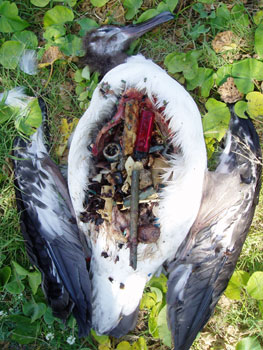 Plastik atıklar yüzünden ölmüş bir kuş!