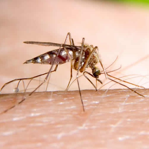 Sivrisineklerden Korunmanın Doğal Yolları Nelerdir?