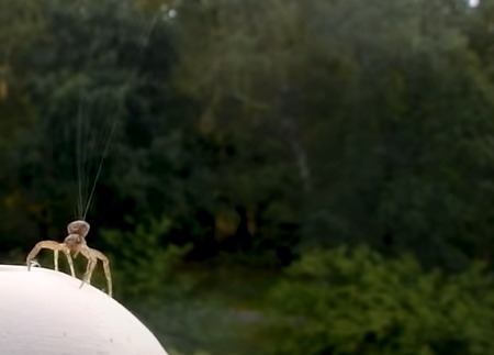 Uçan Örümcek! - Örümcekler Elektrik Kullanarak Yüzlerce Kilometre Uçabilir